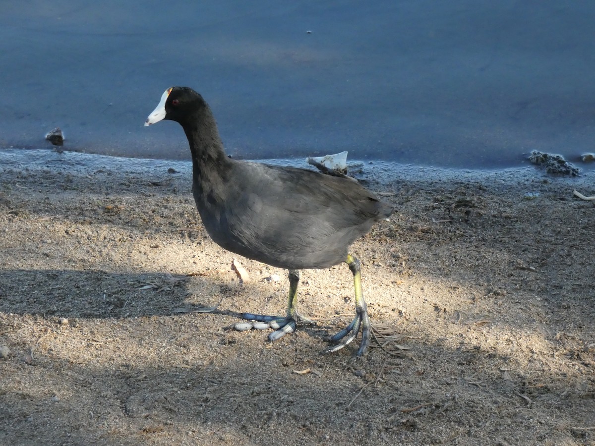 American Coot - ML642176129