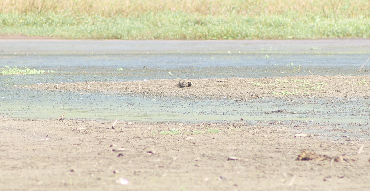 Wilson's Snipe - ML642176133
