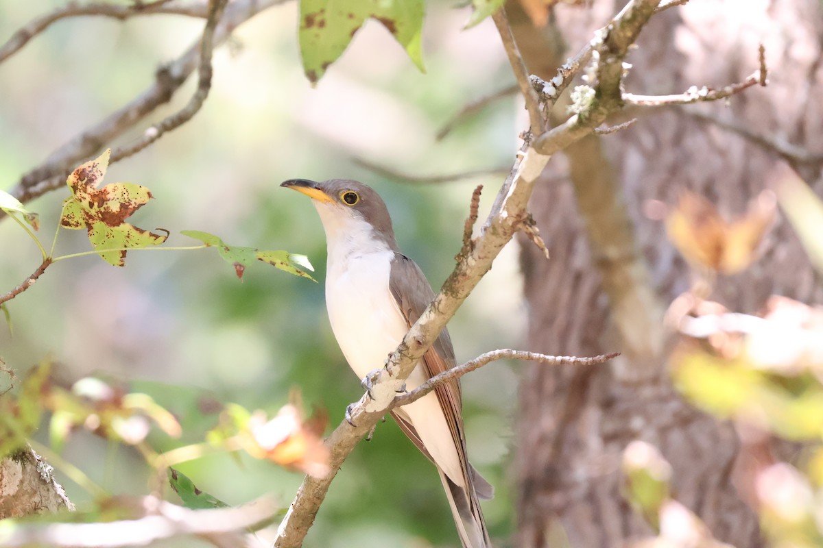 Yellow-billed Cuckoo - ML642176135