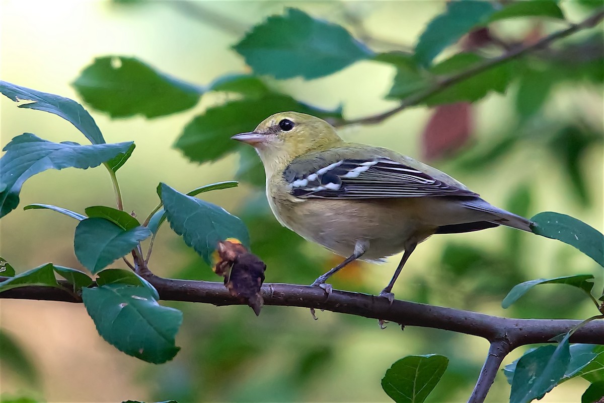 lesňáček kaštanový - ML642176144