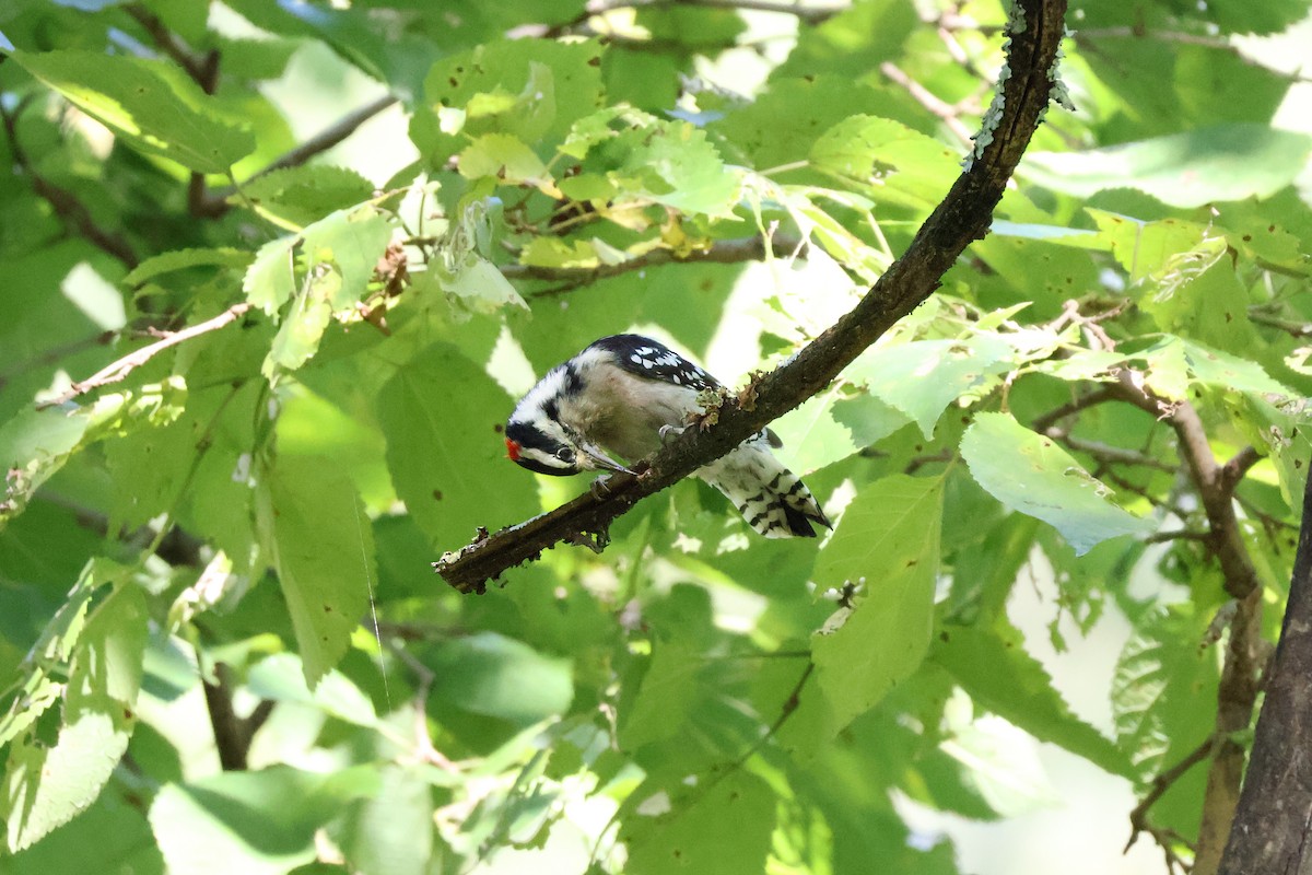 Downy Woodpecker - ML642176157