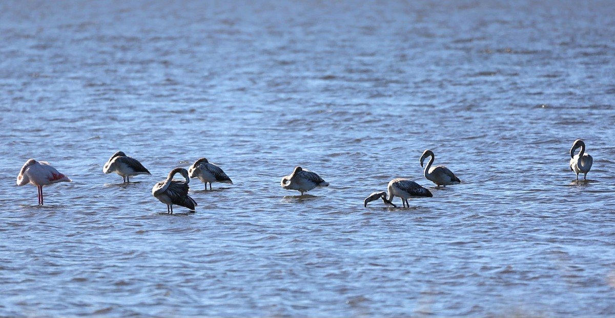 Greater Flamingo - ML642176164