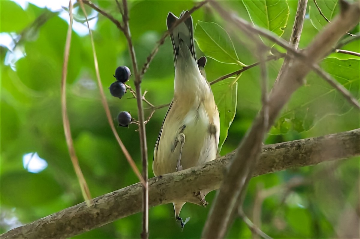 lesňáček kaštanový - ML642176165