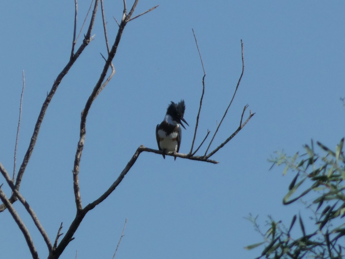 Belted Kingfisher - ML642176166