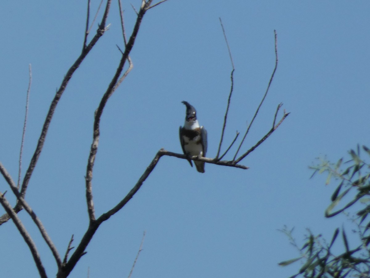 Belted Kingfisher - ML642176167