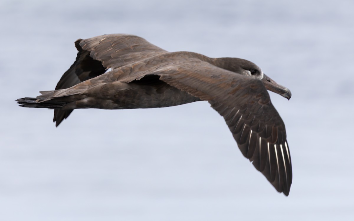 Black-footed Albatross - ML642176183