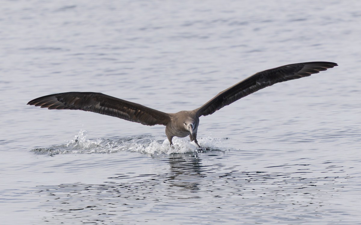 Black-footed Albatross - ML642176184