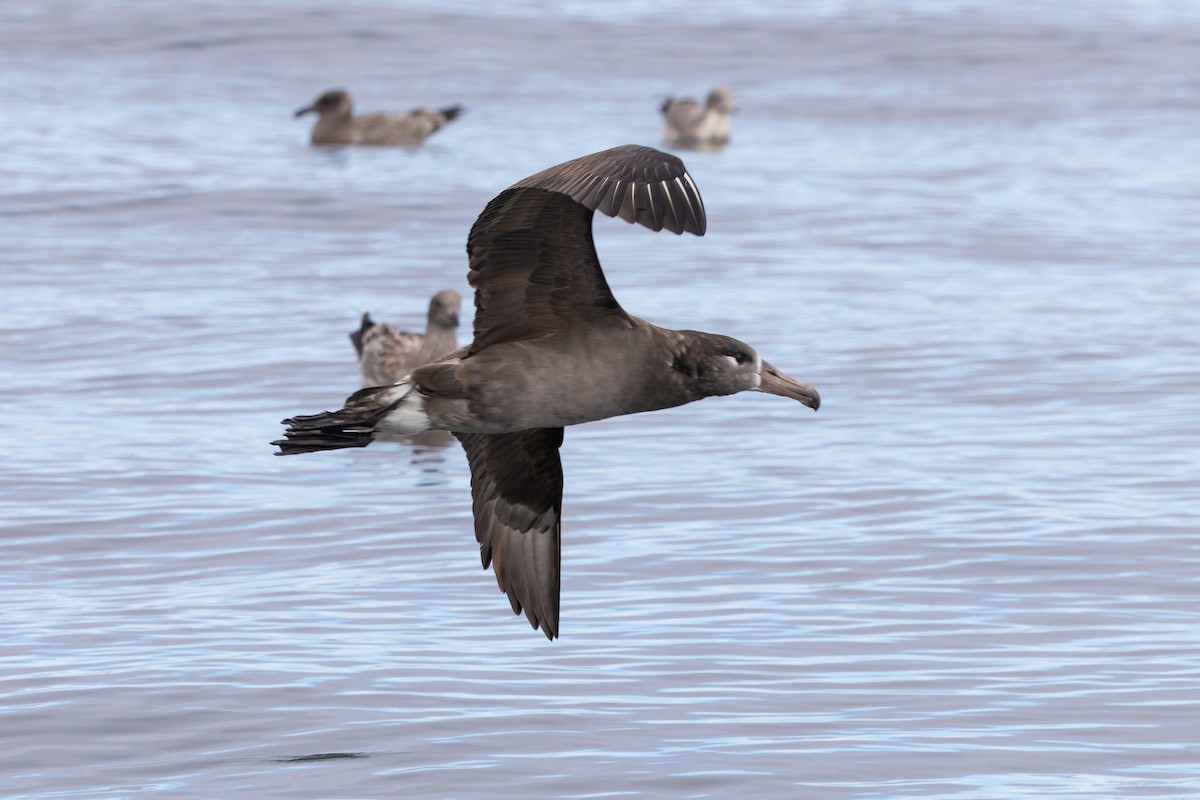 Black-footed Albatross - ML642176185