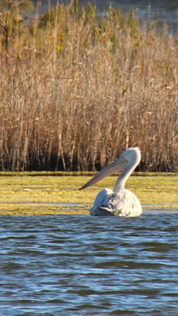 Dalmatian Pelican - ML642176192