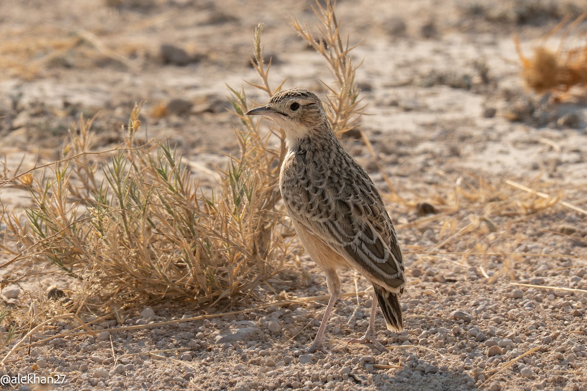 Spike-heeled Lark - ML642176194