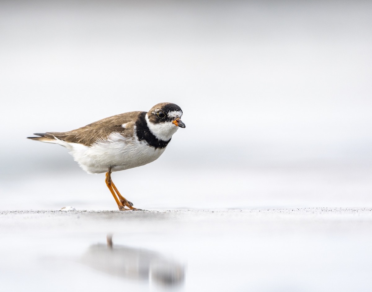 Semipalmated Plover - ML642176197