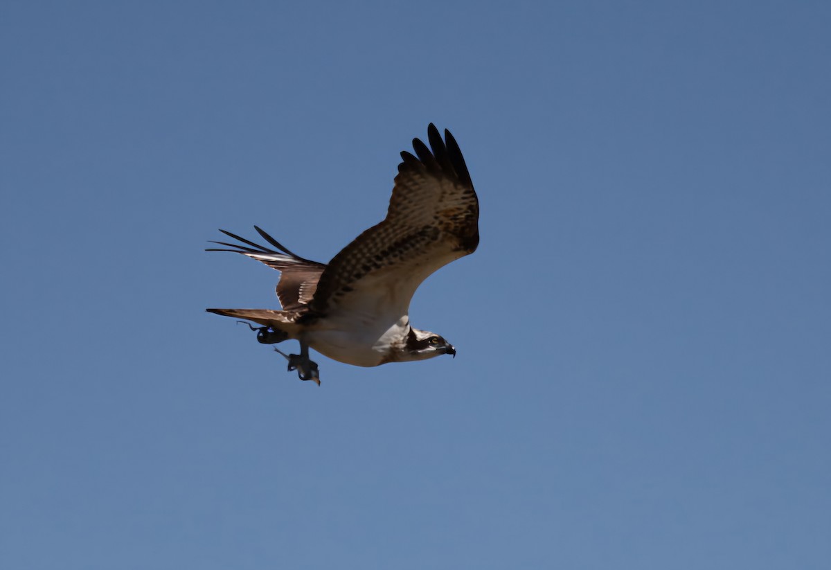 Osprey - ML642176198