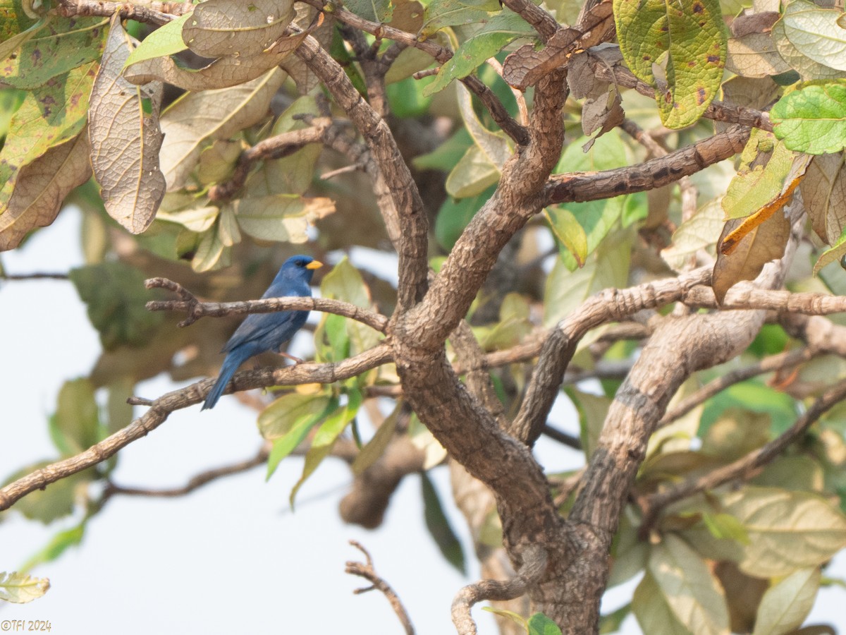 Blue Finch - ML642176208