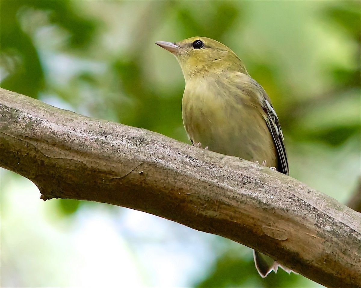 lesňáček kaštanový - ML642176209