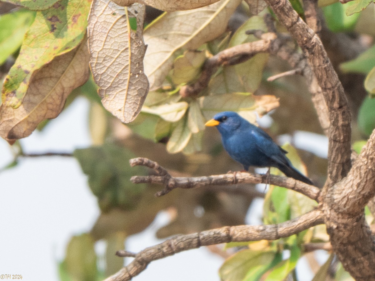 Blue Finch - ML642176210