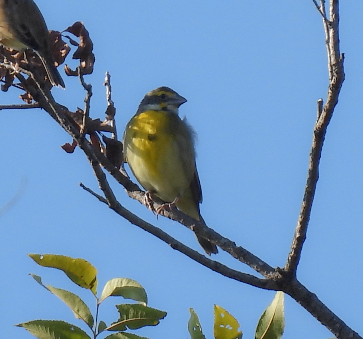 Sarılı Çinte - ML642176237