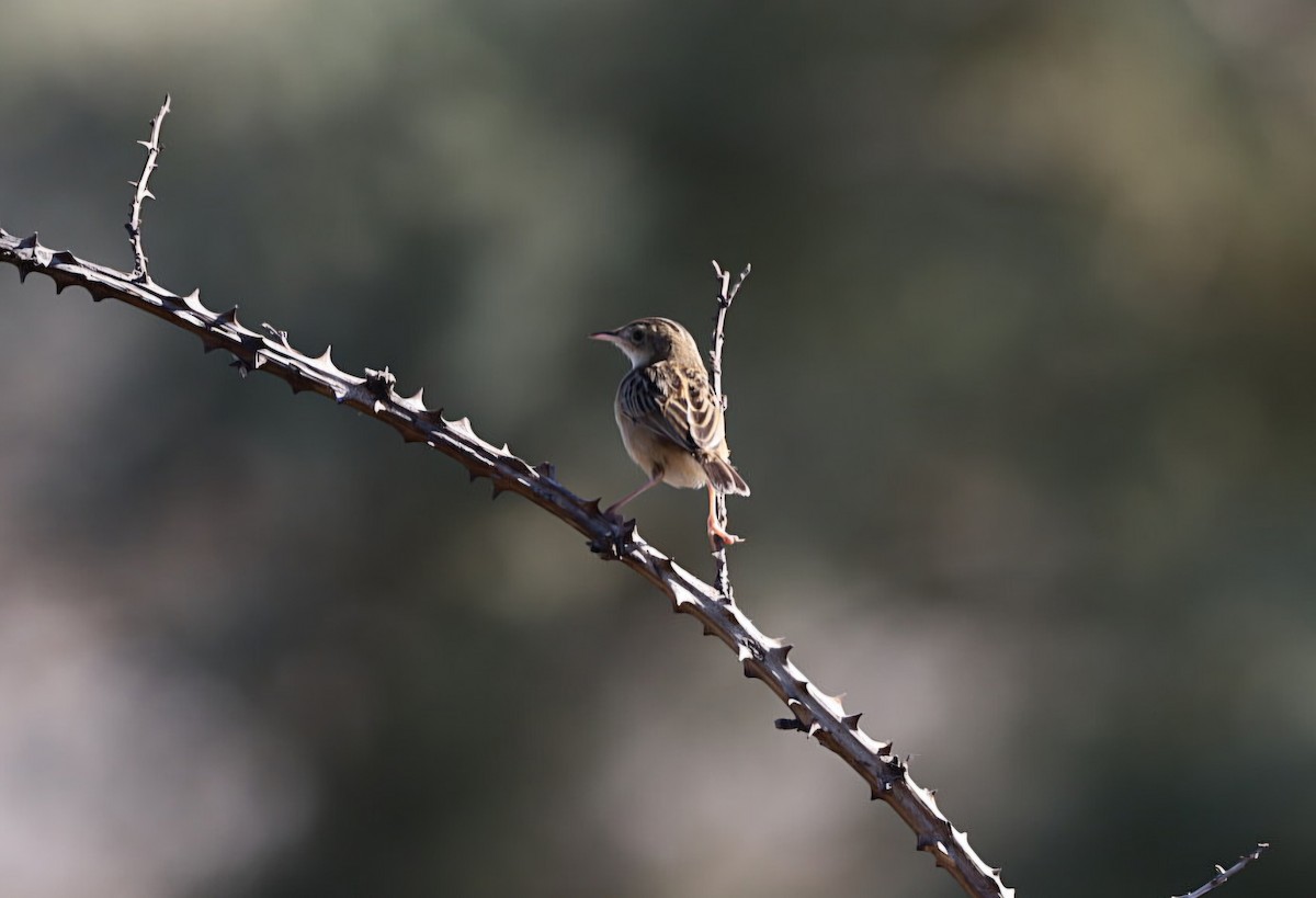 Zitting Cisticola - ML642176240