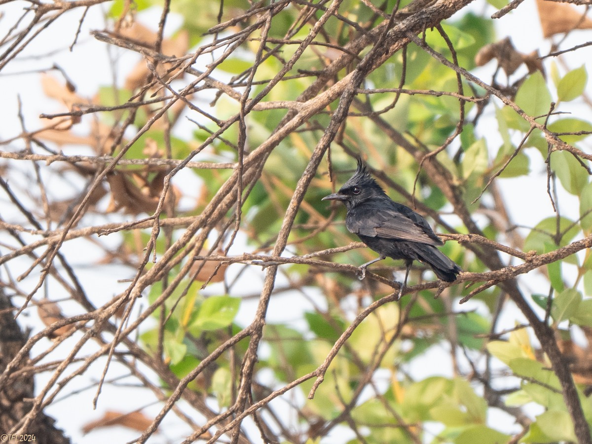 Crested Black-Tyrant - ML642176243