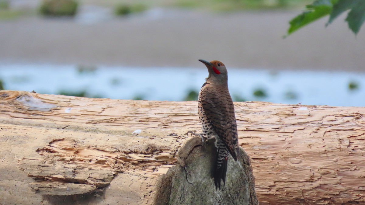 Northern Flicker - ML642176244