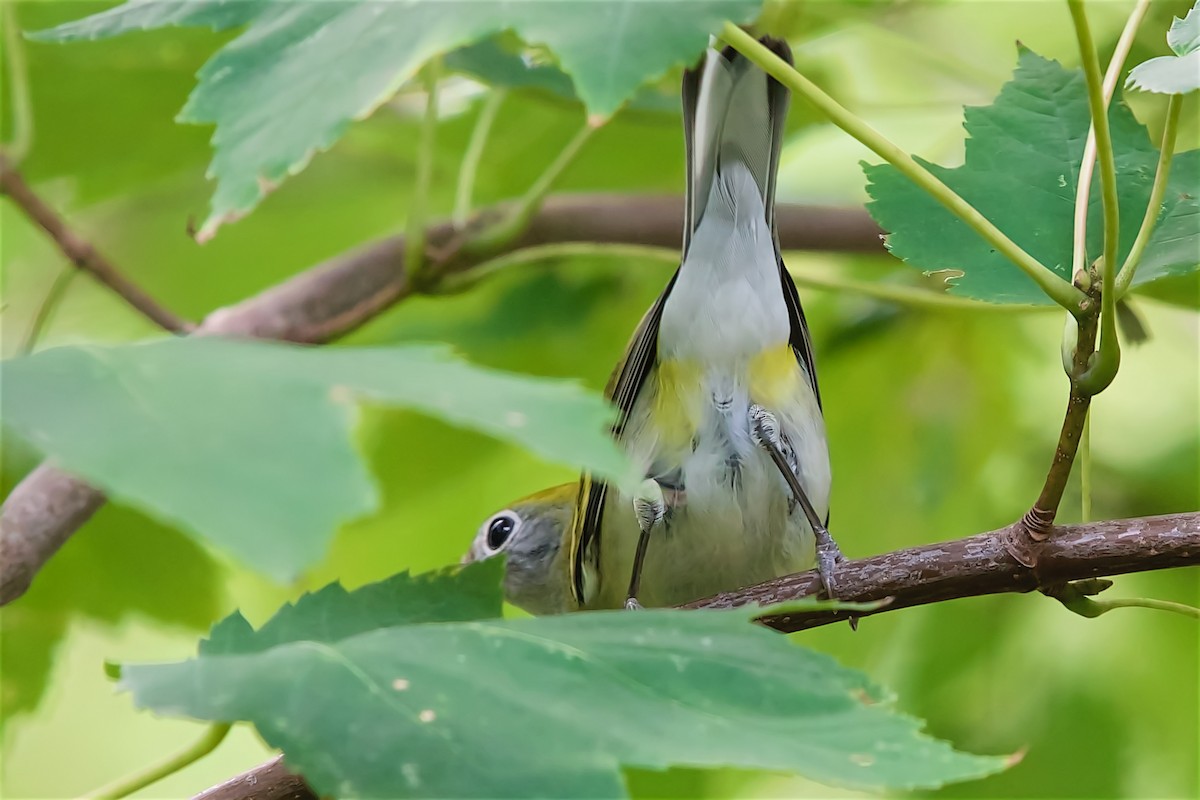 lesňáček rezavoboký - ML642176249