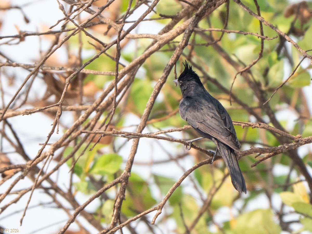 Crested Black-Tyrant - ML642176251