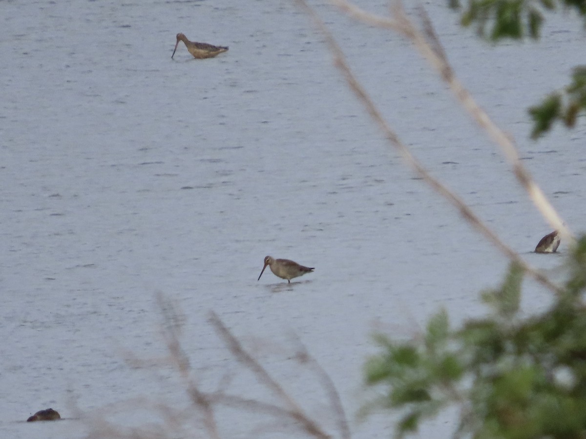 Hudsonian Godwit - ML642176252