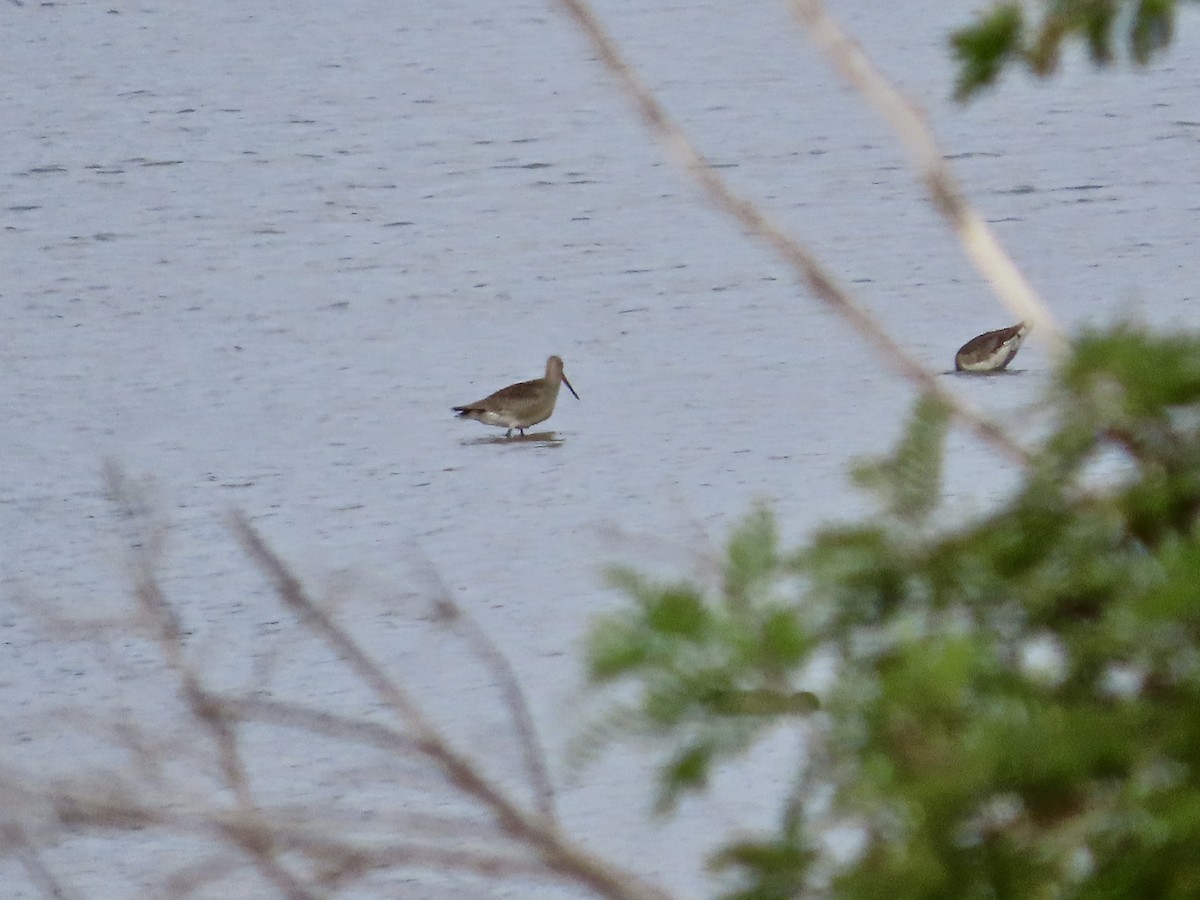 Hudsonian Godwit - ML642176253