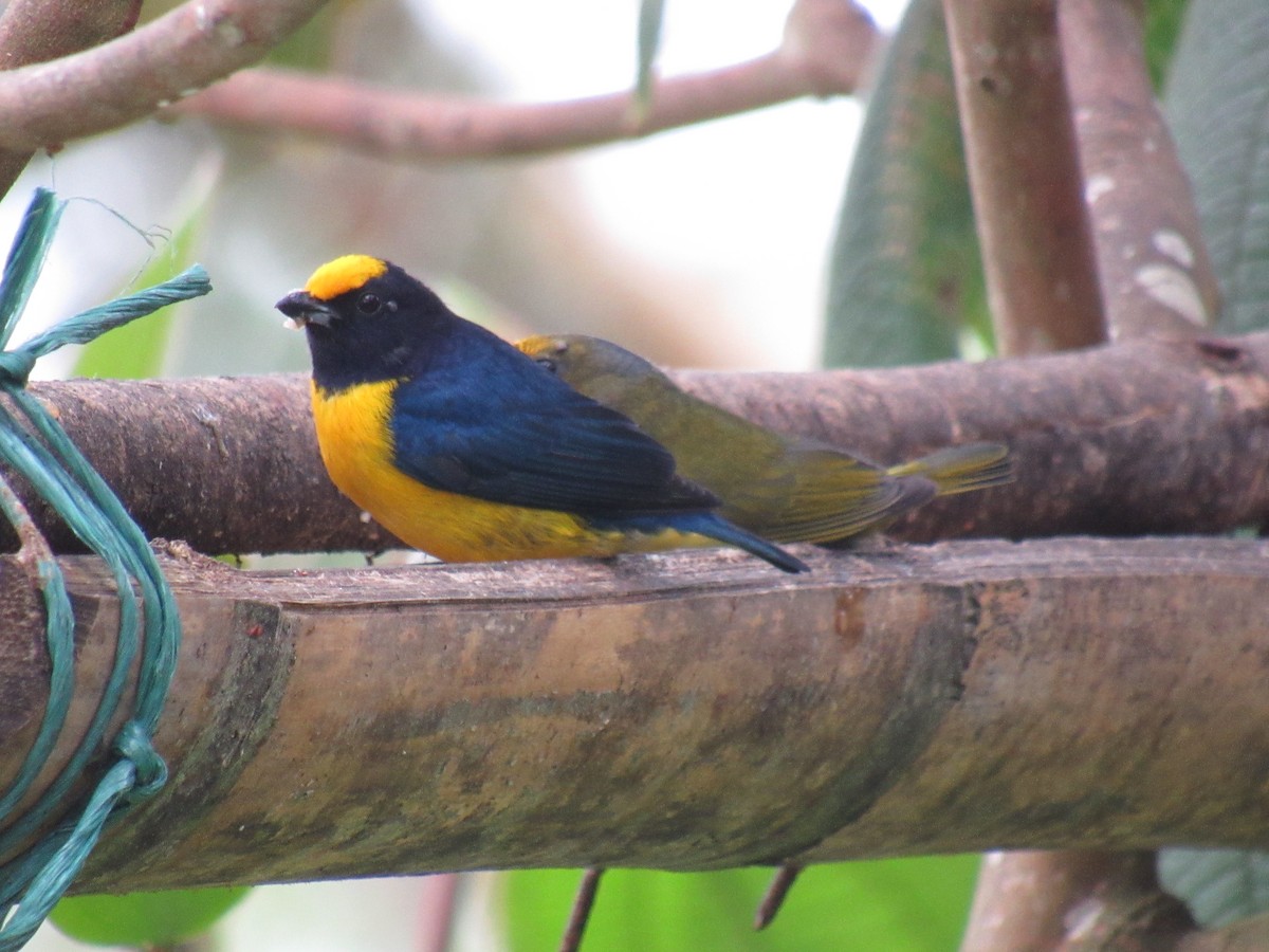 Orange-bellied Euphonia - ML642176257