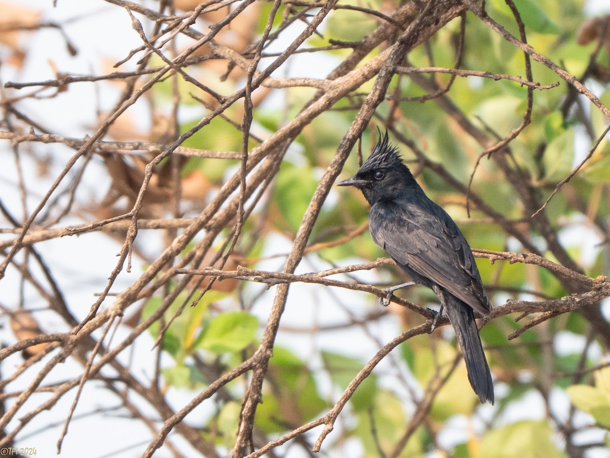 Crested Black-Tyrant - ML642176258