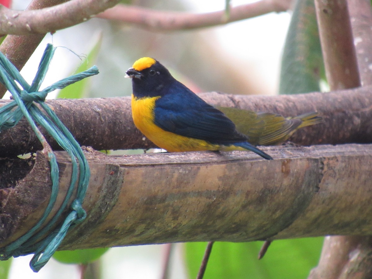 Orange-bellied Euphonia - ML642176259