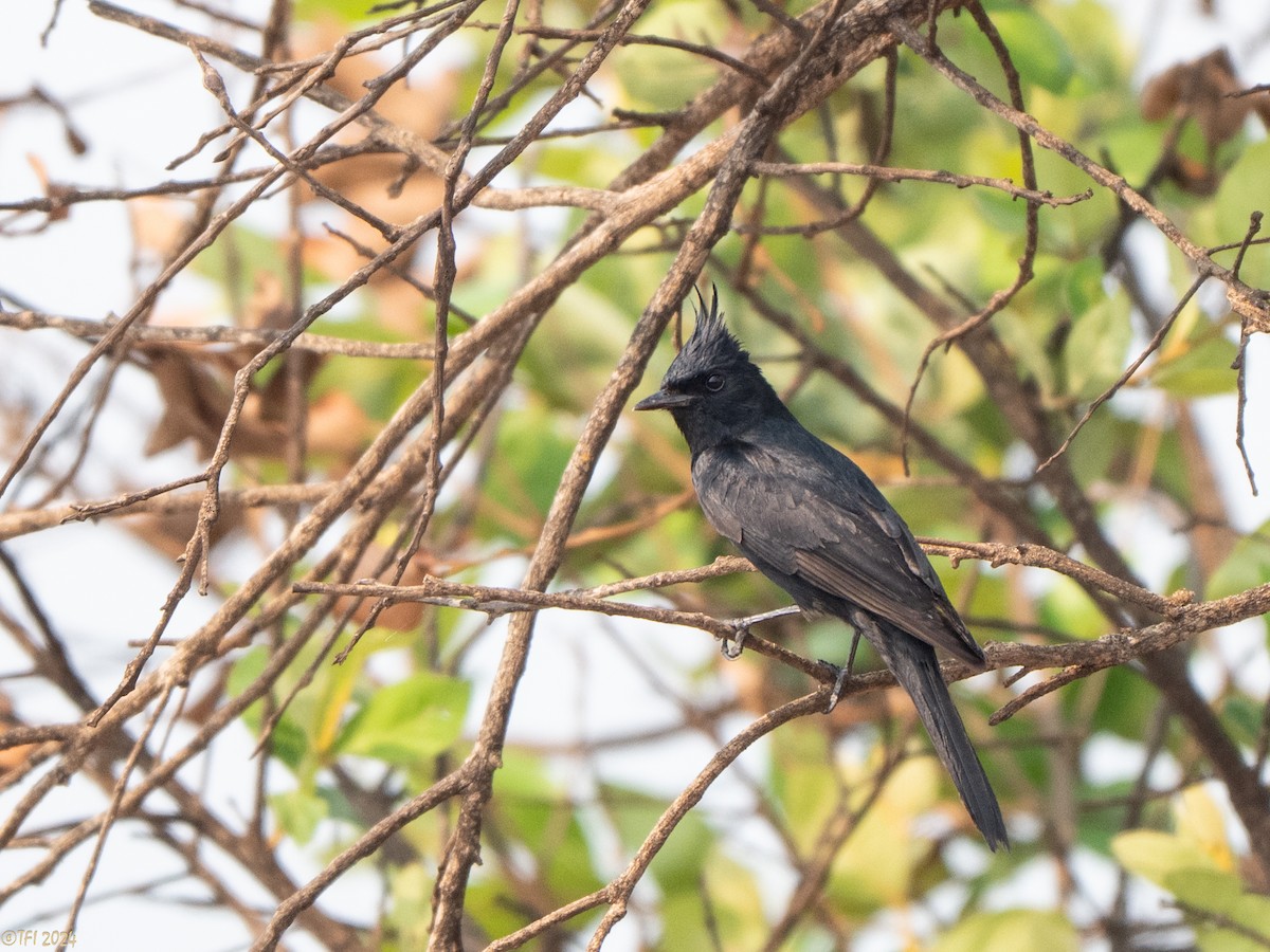 Crested Black-Tyrant - ML642176265
