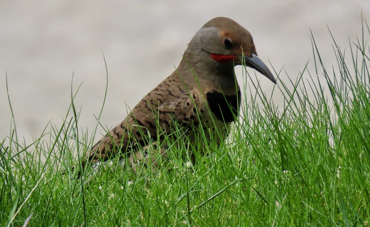 Northern Flicker - ML642176273
