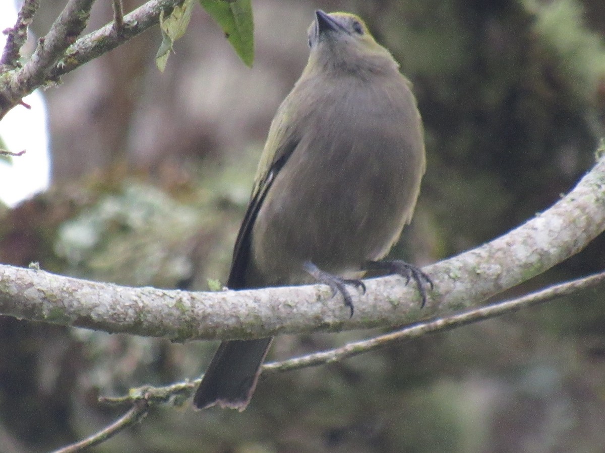 Palm Tanager - ML642176281
