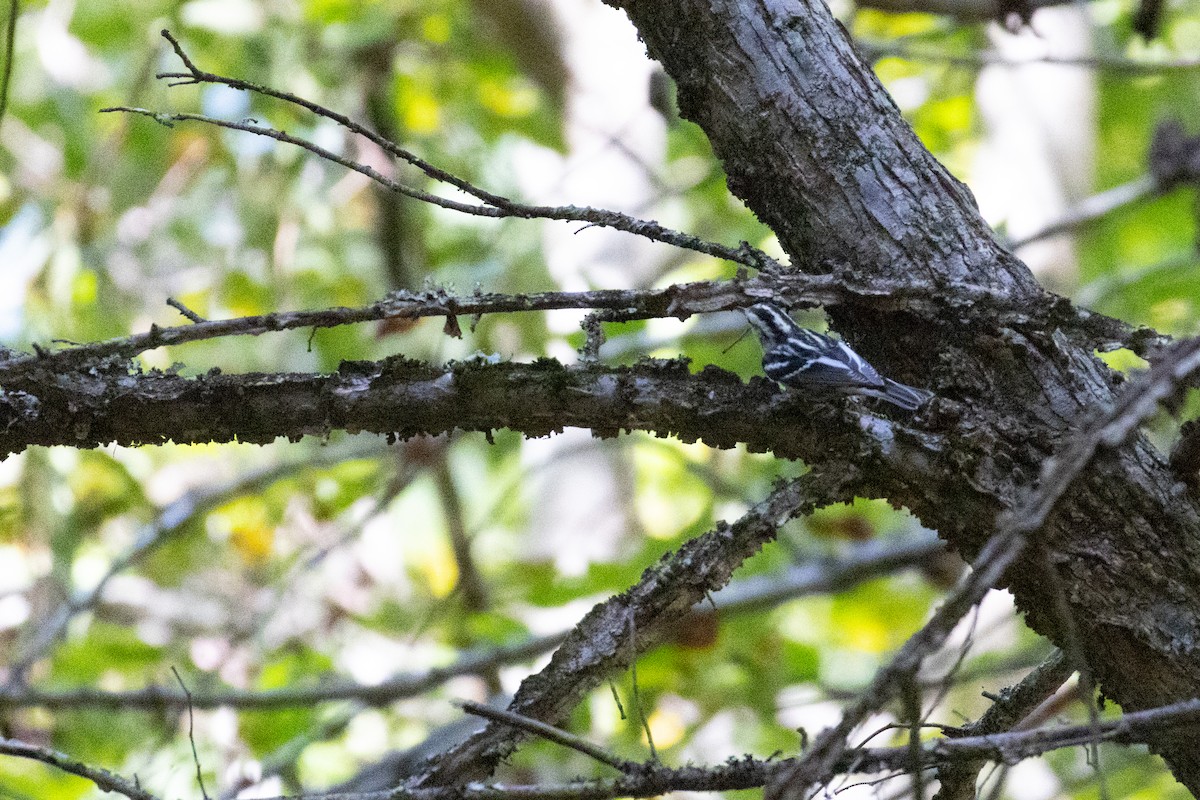 Black-and-white Warbler - ML642176305