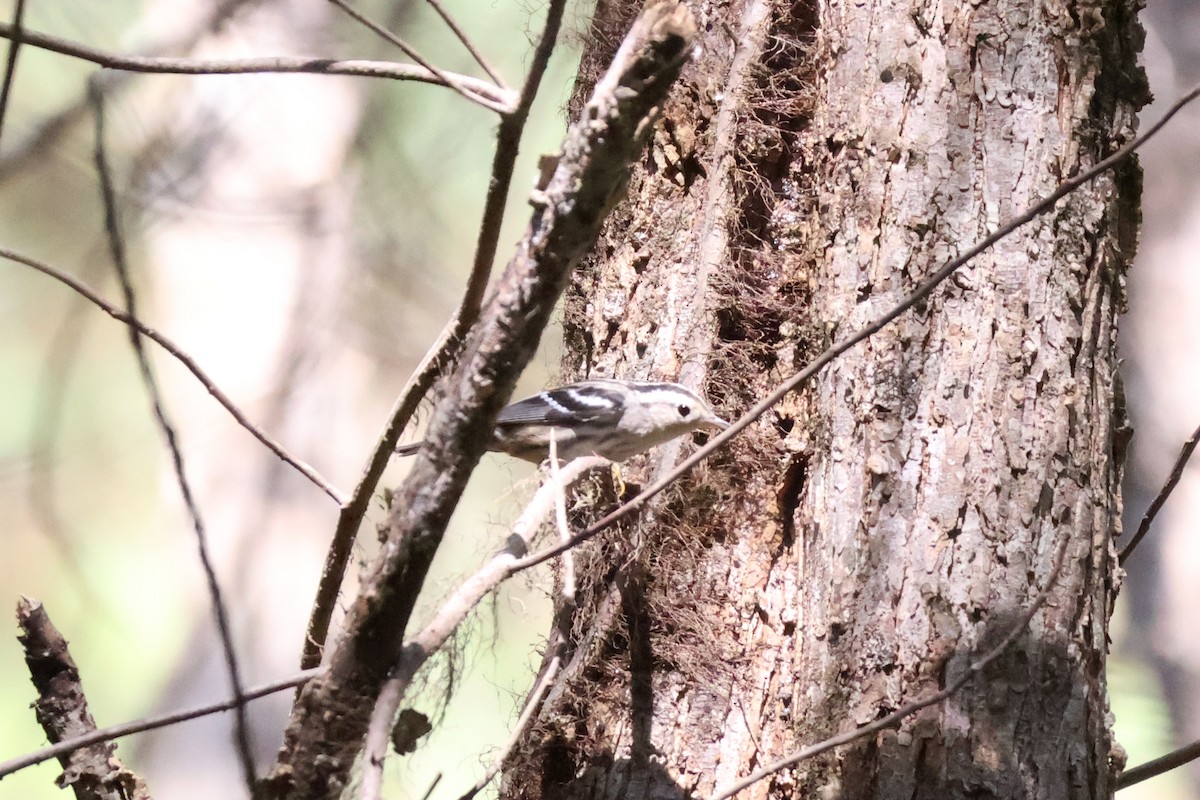 Black-and-white Warbler - ML642176308