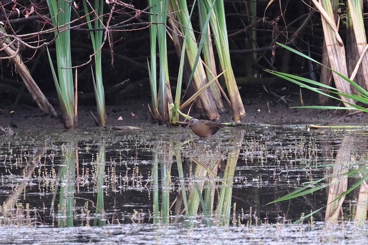 Virginia Rail - ML642176309