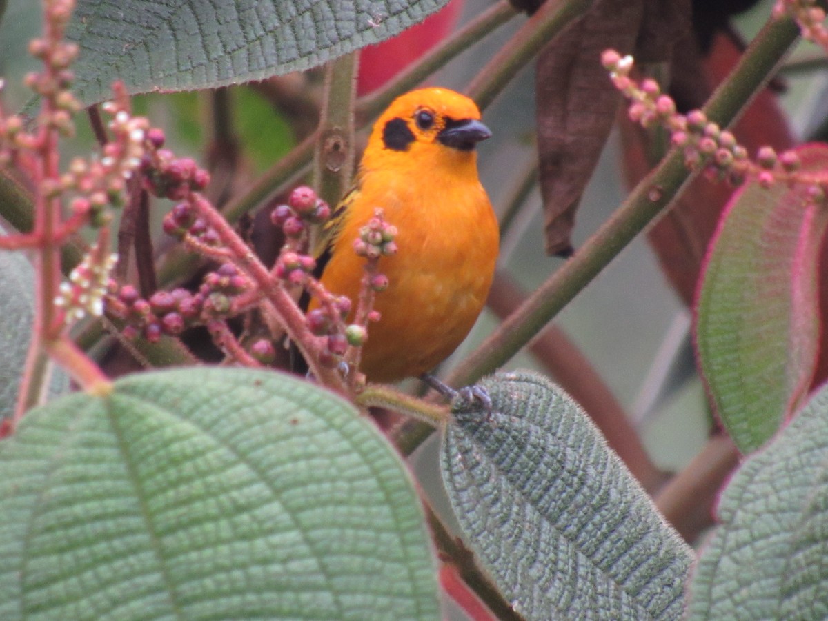 Golden Tanager - ML642176319