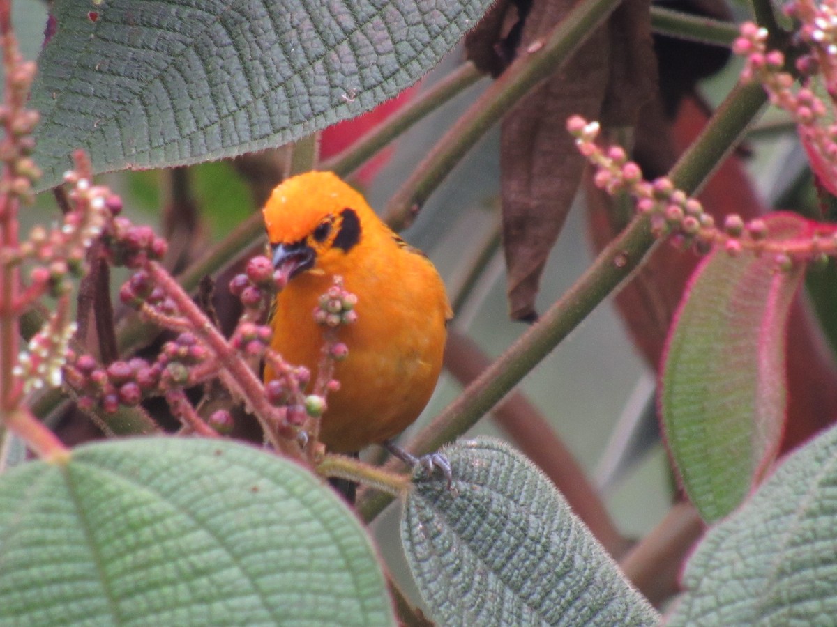 Golden Tanager - ML642176320
