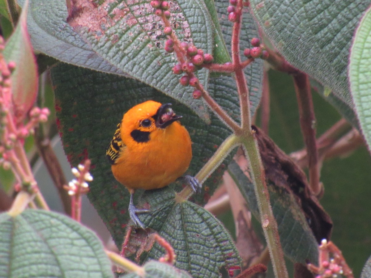 Golden Tanager - ML642176321