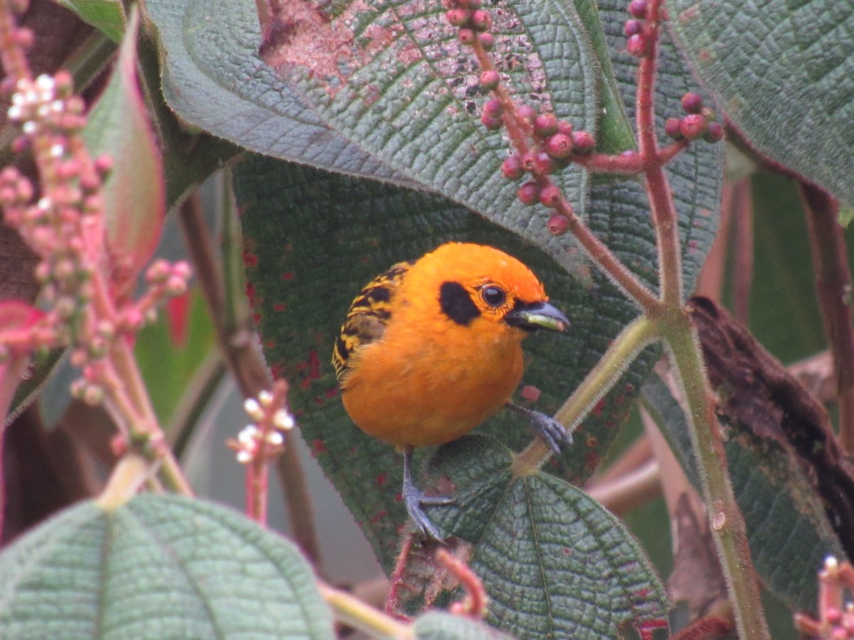 Golden Tanager - ML642176323