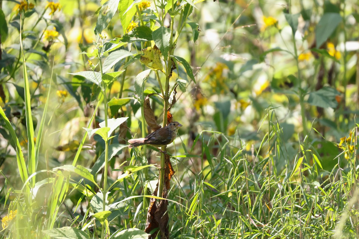 Indigo Bunting - ML642176327