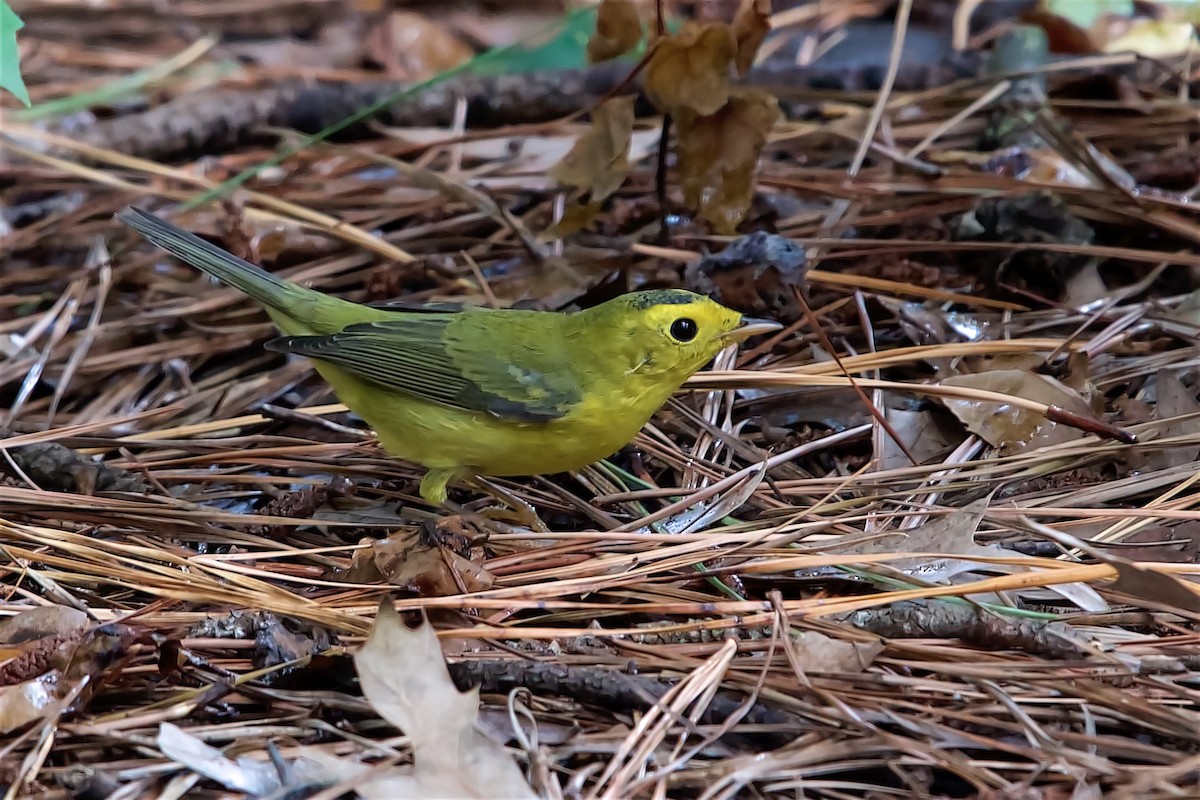 lesňáček čepičatý - ML642176350