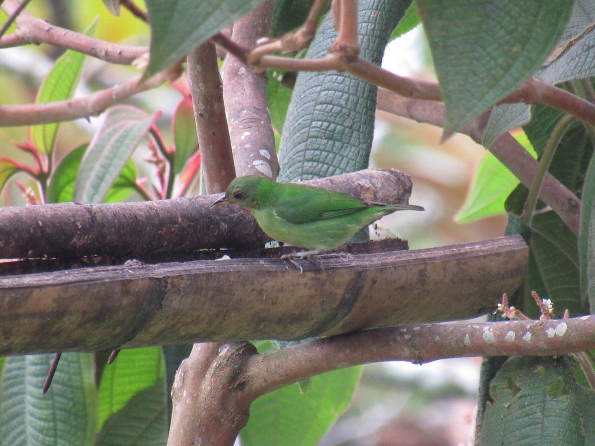 Green Honeycreeper - ML642176351