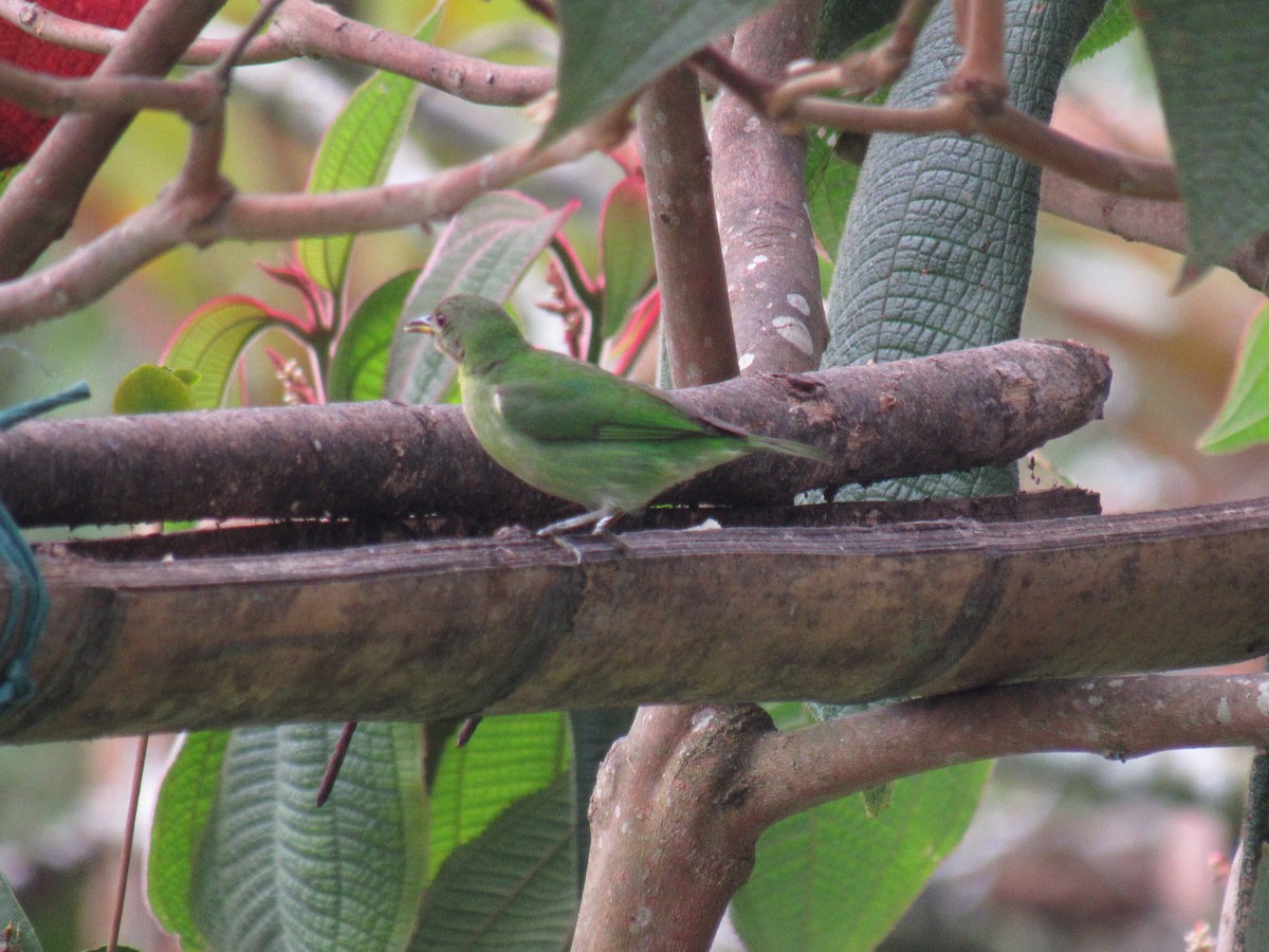 Green Honeycreeper - ML642176352
