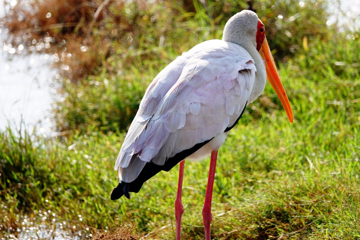 Yellow-billed Stork - ML642176353