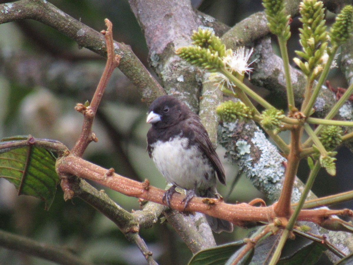 Black-and-white Seedeater - ML642176365