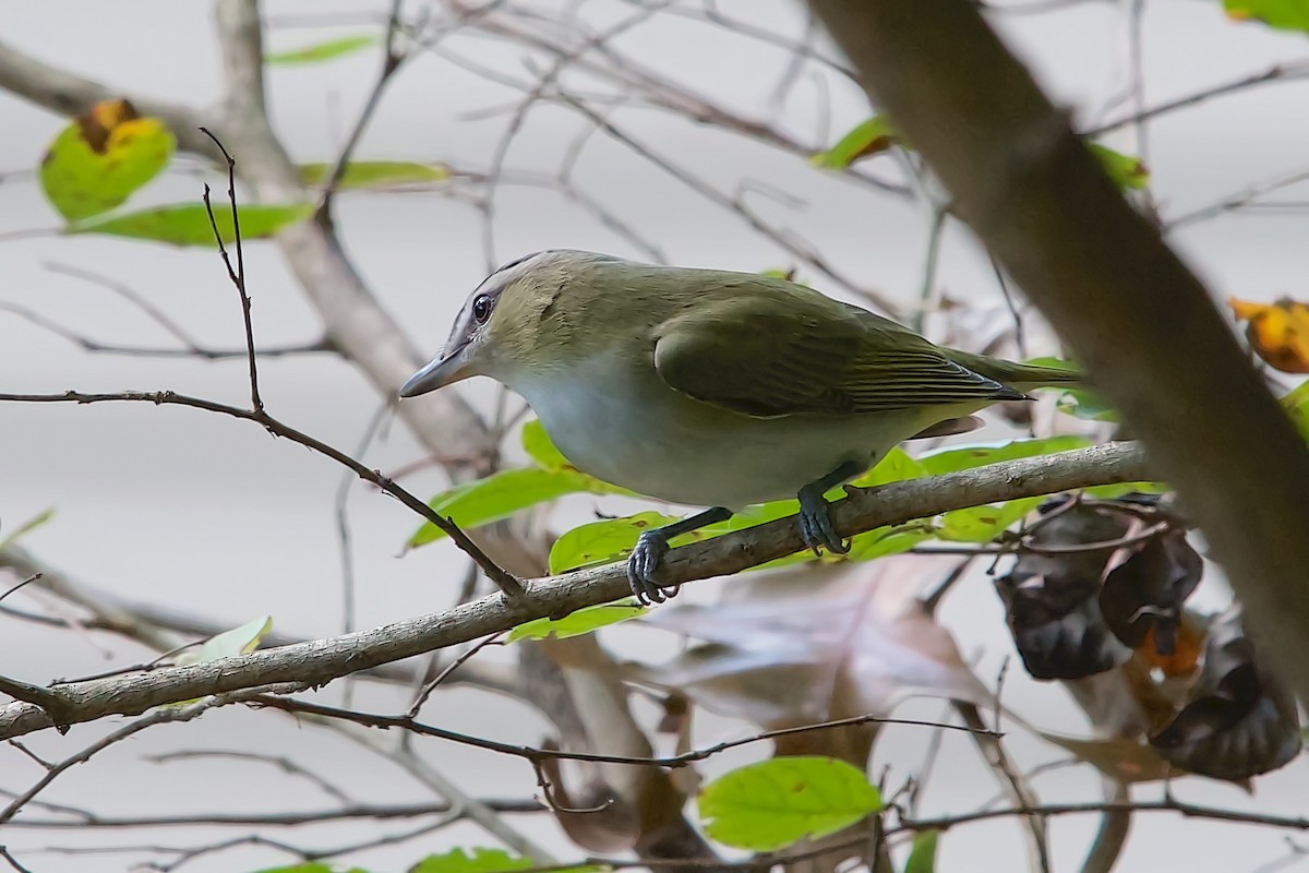 zelenáček červenooký - ML642176377