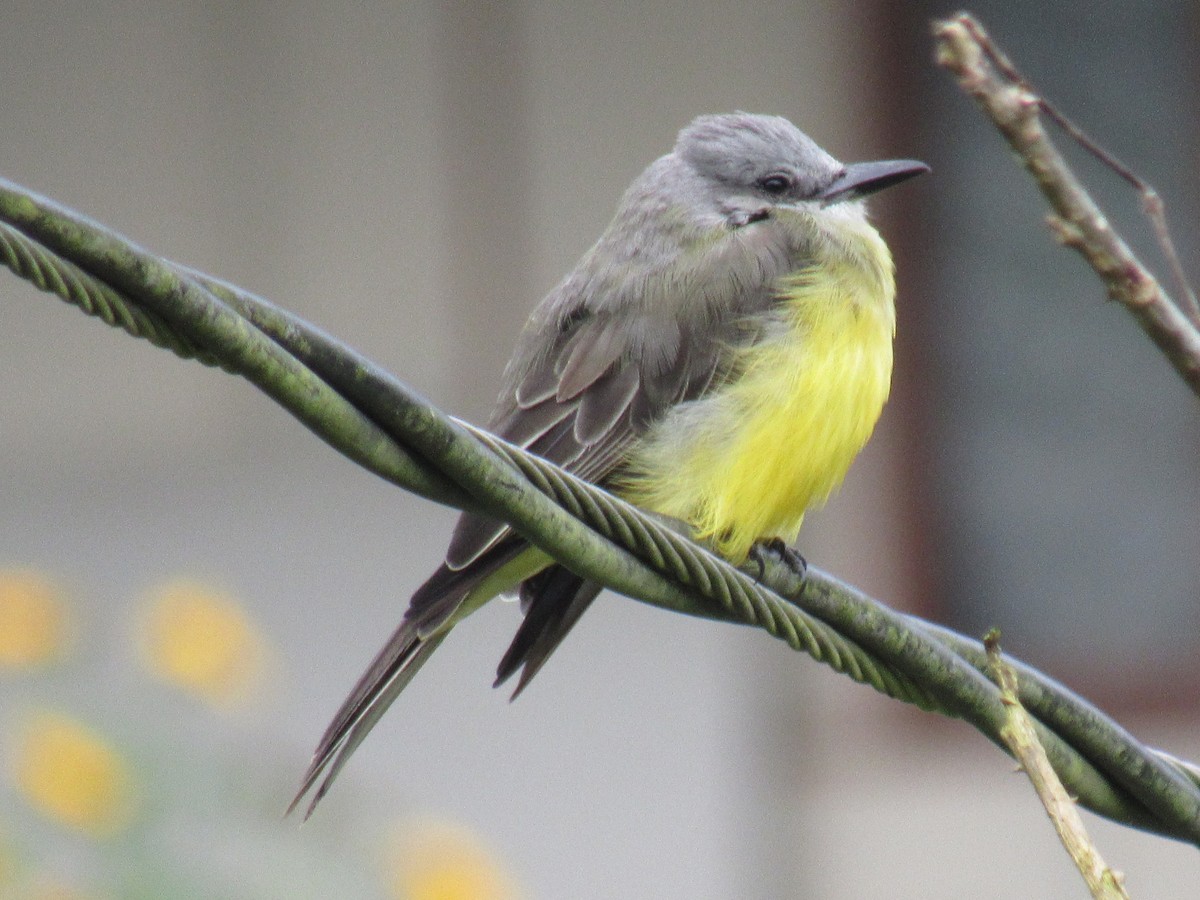 Tropical Kingbird - ML642176382