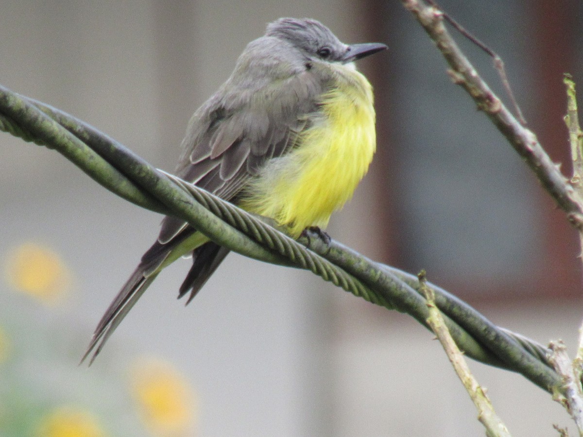 Tropical Kingbird - ML642176384