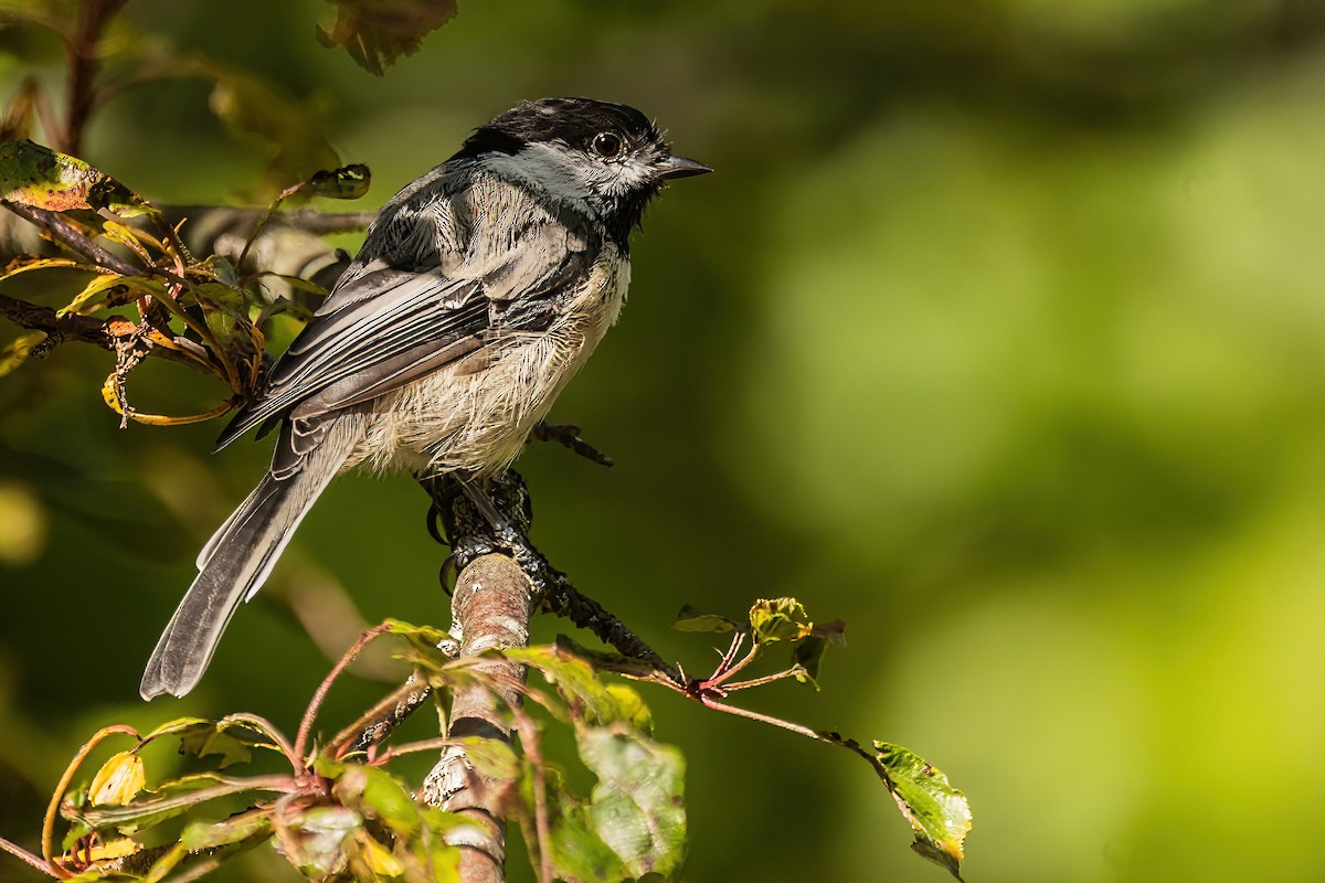 Black-capped Chickadee - ML642176409